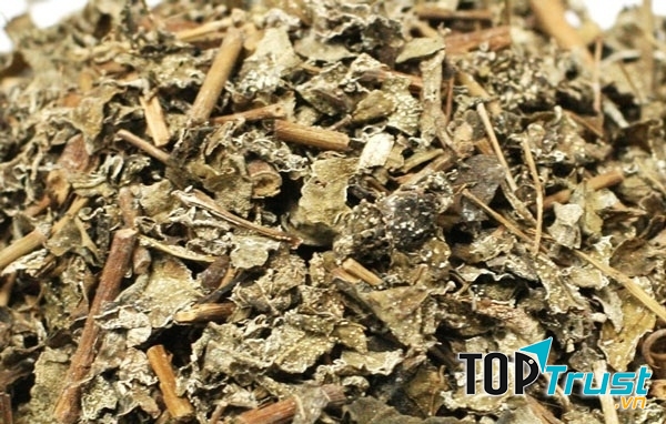 Chè dây phơi khô