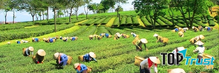 Chè Gia Nghĩa