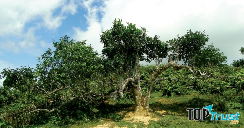 Cây chè Shan tuyết