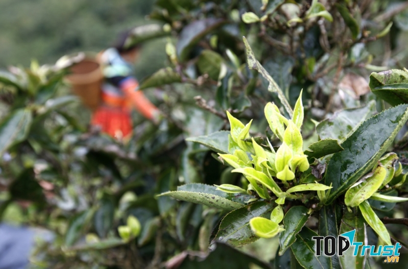 Hình ảnh cây chè Tà Xùa