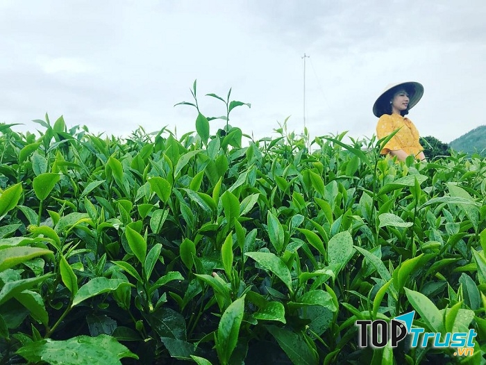 Chè Tân Cương