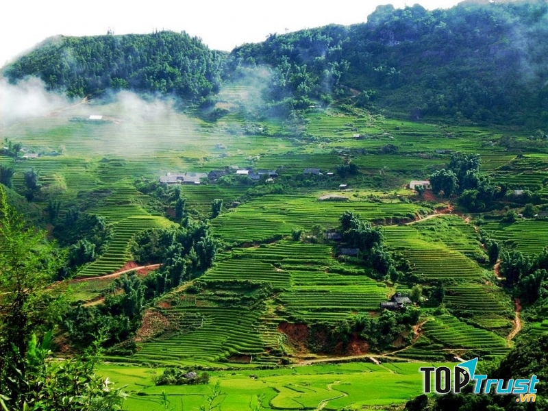 Chè Thanh Bình
