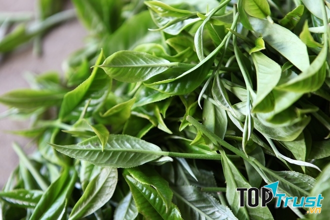 Chè tuyết xanh mướt