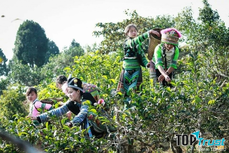 Người dân đang thu hái chè tuyết