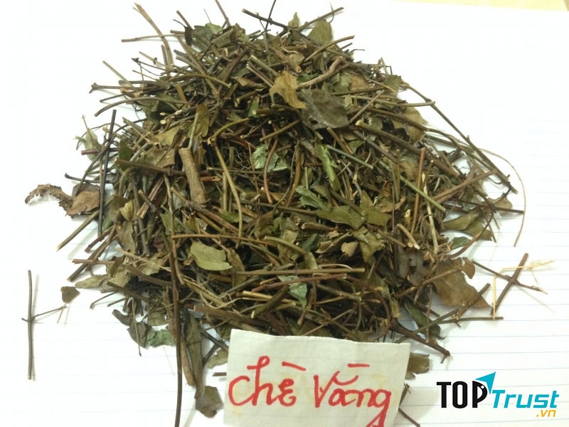 Bạn có thể dễ dàng tìm thấy cây chè vằng ở nhiều địa phương trên đất nước ta.
