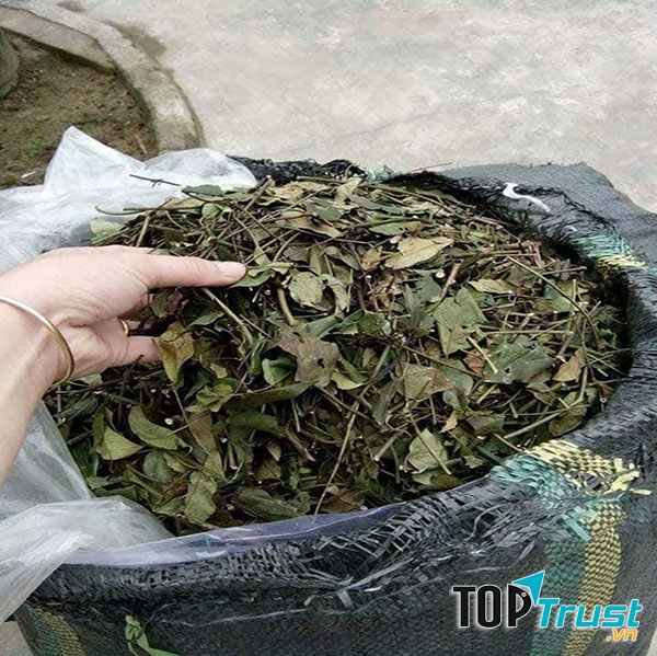 Chè vằng
