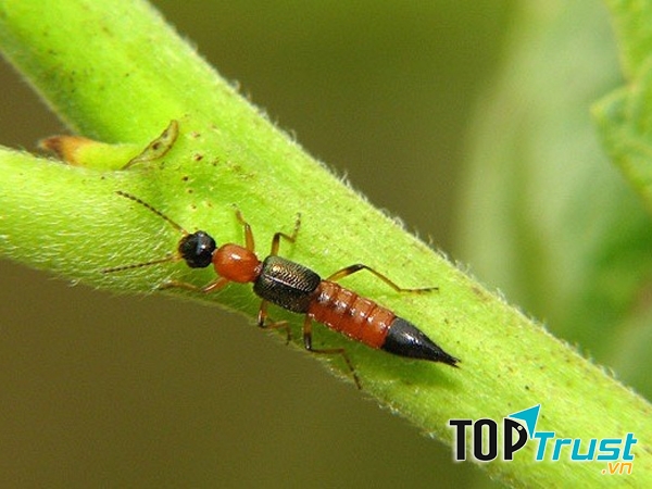 Chia sẻ về kiến ba khoang nhé