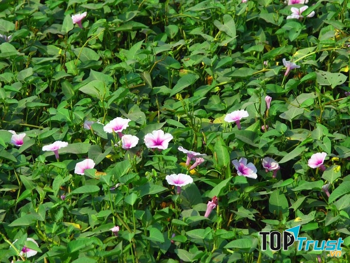 Mùa hè, rau muống lên xanh mơn mởn, hoa rau muống tím lấp lánh.