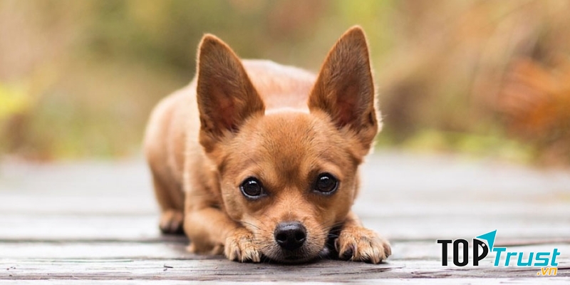 Chihuahua loài chó này rất thông minh