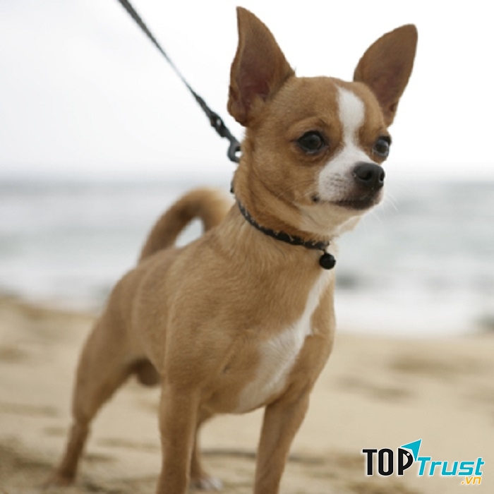 Chihuahua lông ngắn