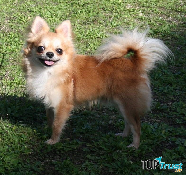 Chihuahua lông dài (hay bị nhầm với phốc)