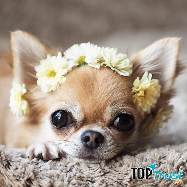 Chihuahua - một trong những loài chó cảnh thông minh nhất thế giới
