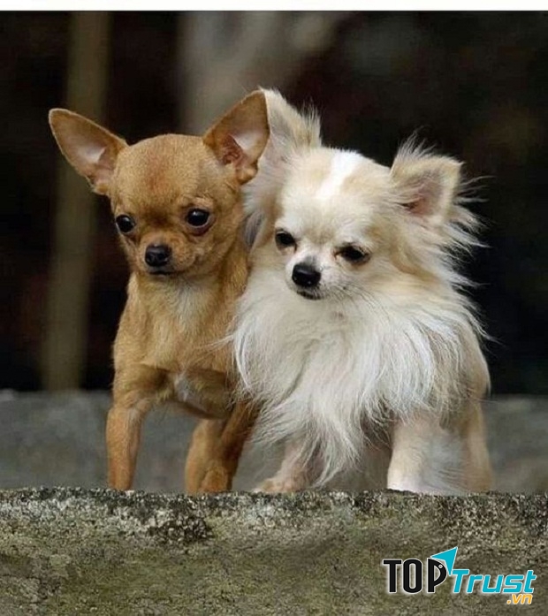 Chihuahua - một trong những loài chó cảnh thông minh nhất thế giới