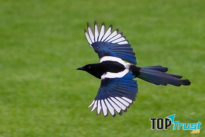 Chim nguyên nhân dẫn đến trục trặc máy bay