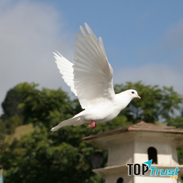 Chim bồ câu có khả năng định hướng đường bay ngắn và chuấn xác