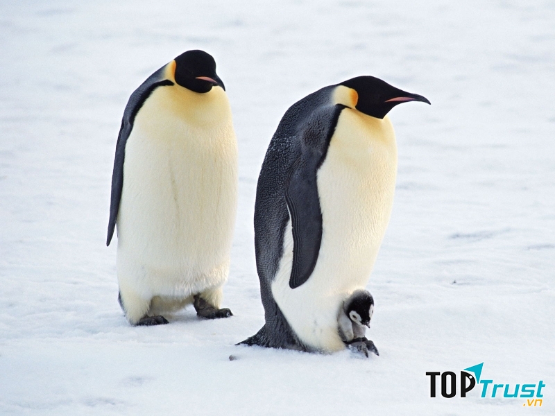 Chim cánh cụt chủ yếu sống dưới nước ở khu vực Nam bán cầu, tập trung ở các vùng bằng phẳng ven biển