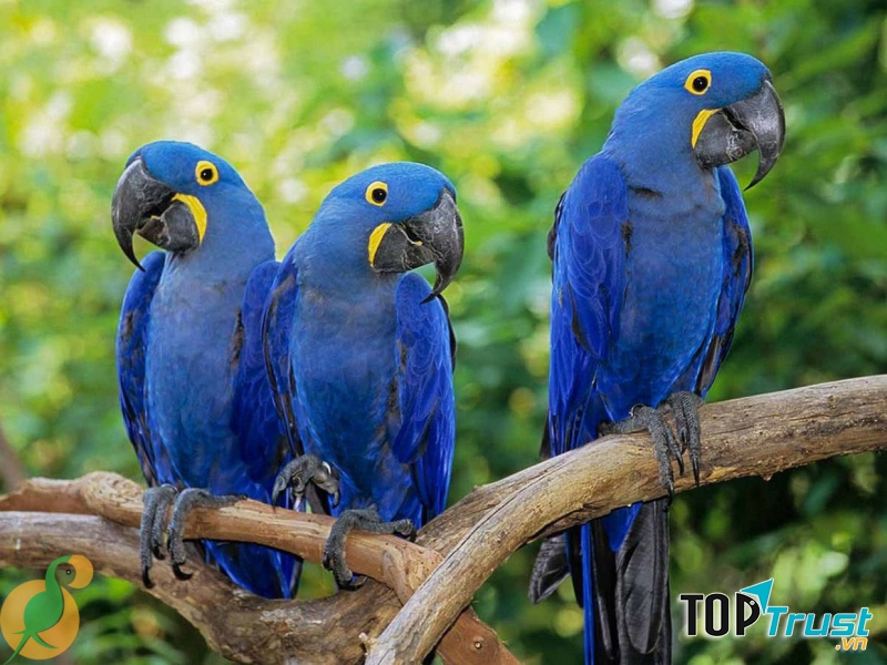 Chim Hyacinth Macaw