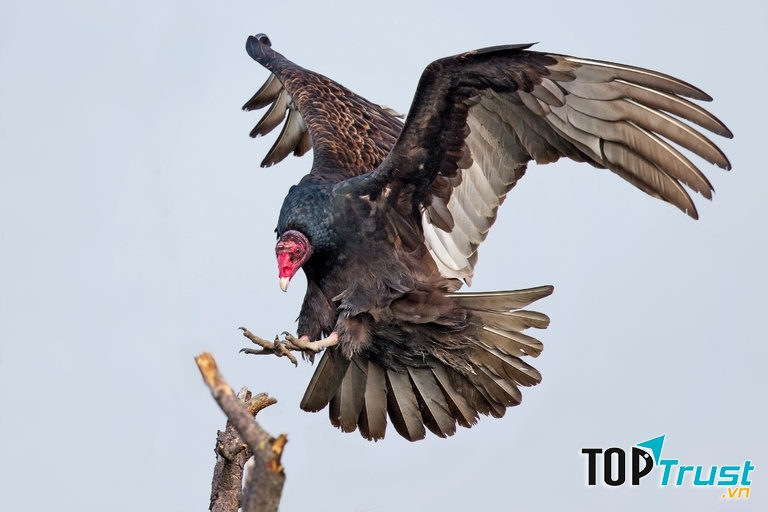 Chim kền kền Thổ Nhĩ Kỳ