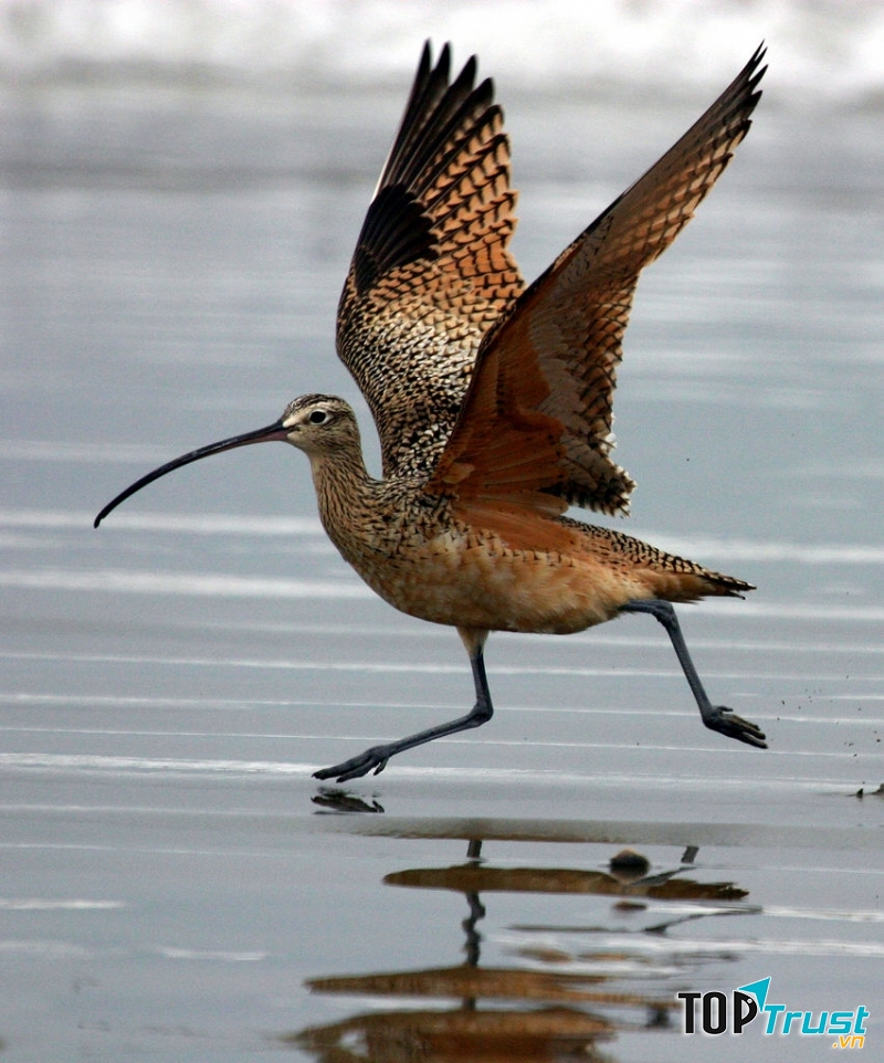 Chim Numenius Americanus