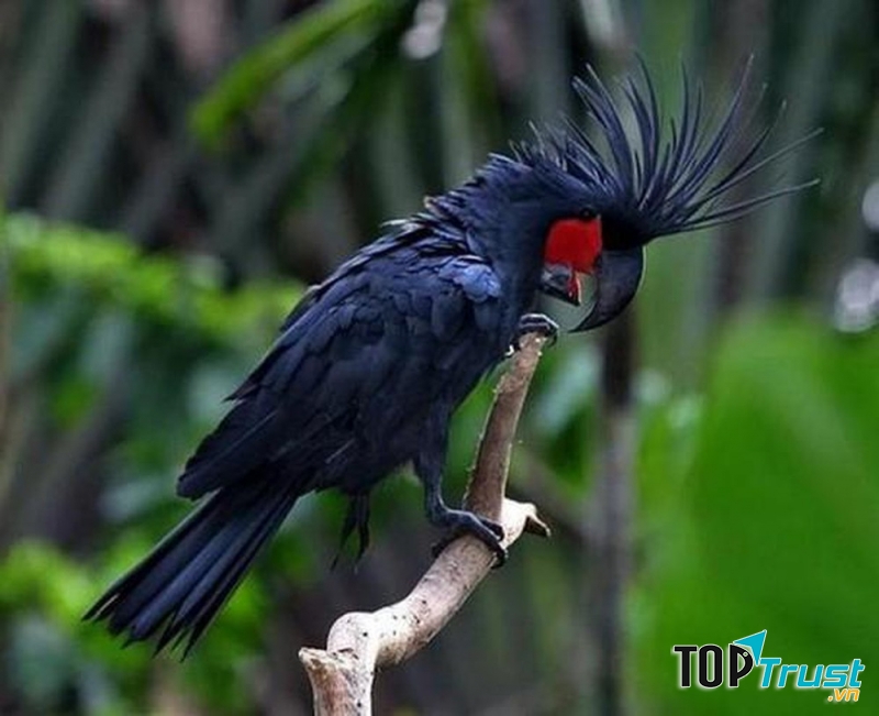 Chim Palm Cockatoo