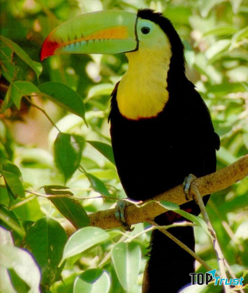 Chim Ramphastos Sulfuratus