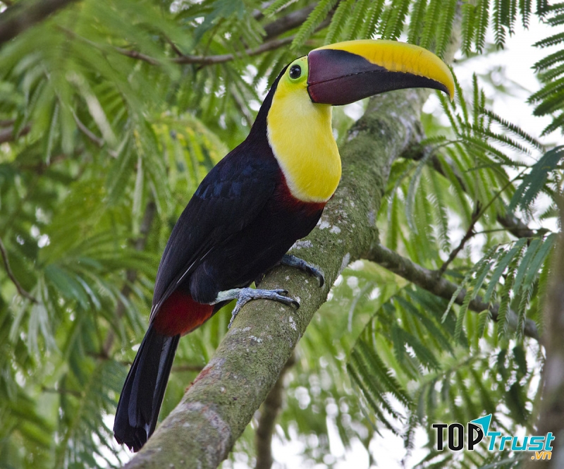 chim Toucan