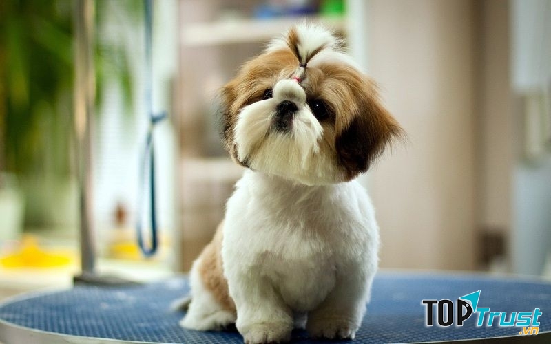 Chú cho đáng yêu.