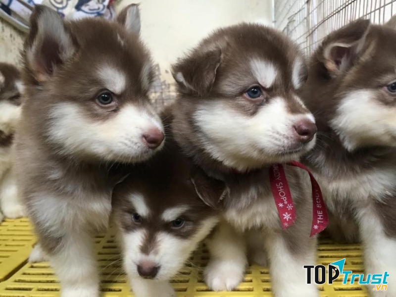 Alaska khi còn nhỏ