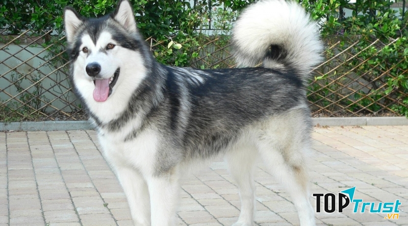 Loài Alaska đẹp, rất thông minh