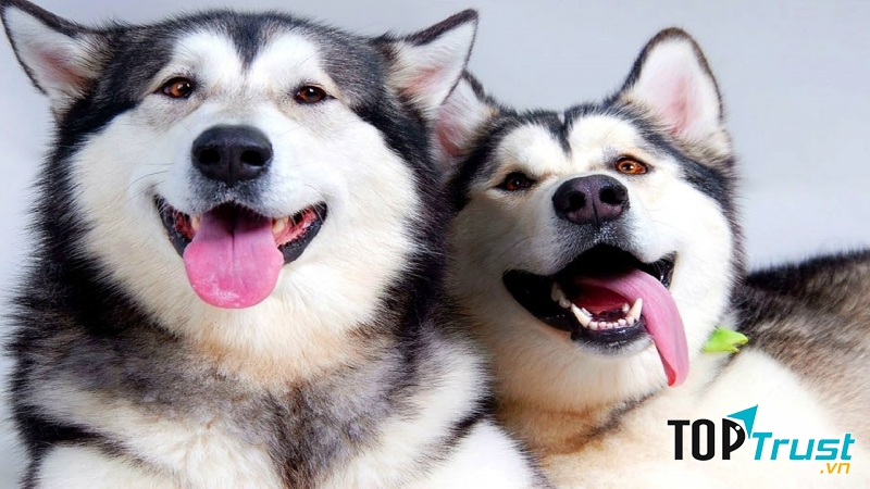 Một khoảnh khắc đáng yêu của Alaska