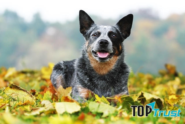 Chó Australian Cattle Dog – Chó chăn gia súc Úc