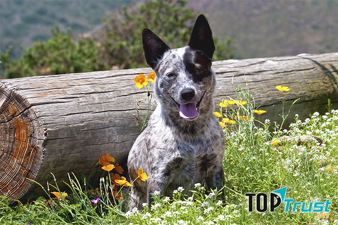 Chó Australian Cattle Dog – Chó chăn gia súc Úc