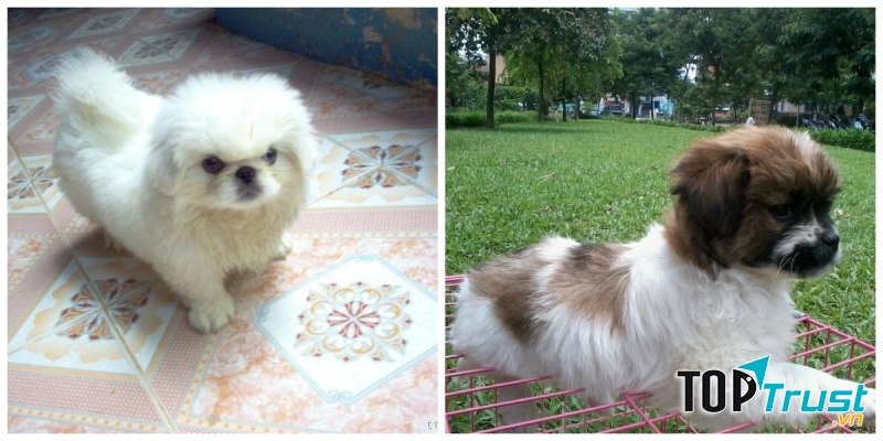 Bắc Kinh thuần chủng (bên trái) và Bắc Kinh lai Nhật (bên phải)