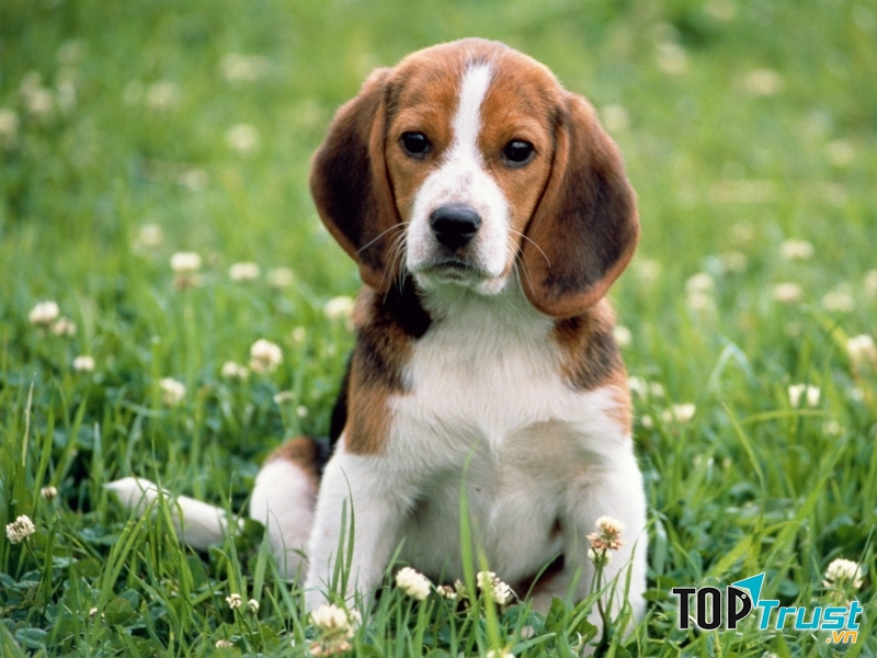 Giống chó Beagles thường rất nhẹ nhàng nhưng vô cùng tinh tế