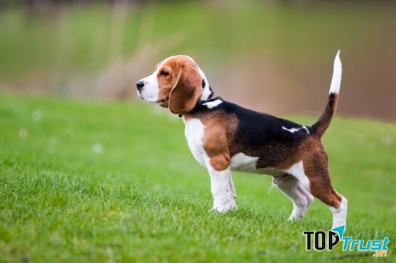 Chó Beagles