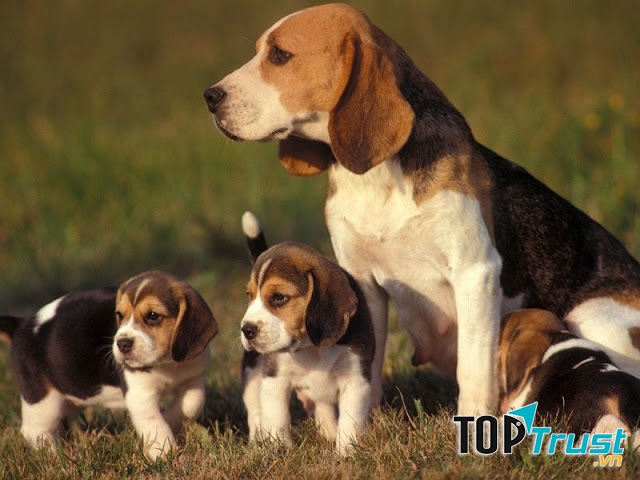 Chó Beagles