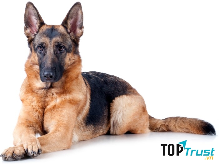 Chó Becgie Đức GSD