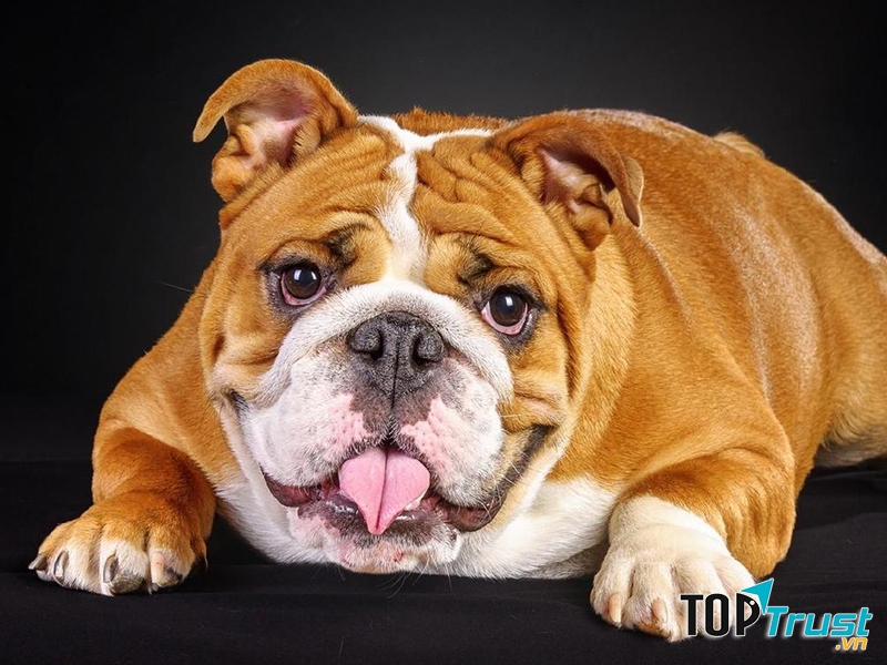 Chó Bulldog Anh