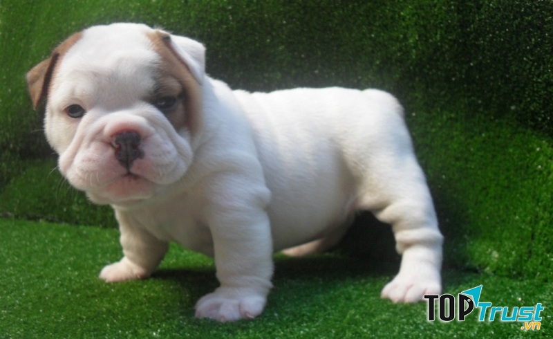 Chó mặt sệ Bulldog Pháp