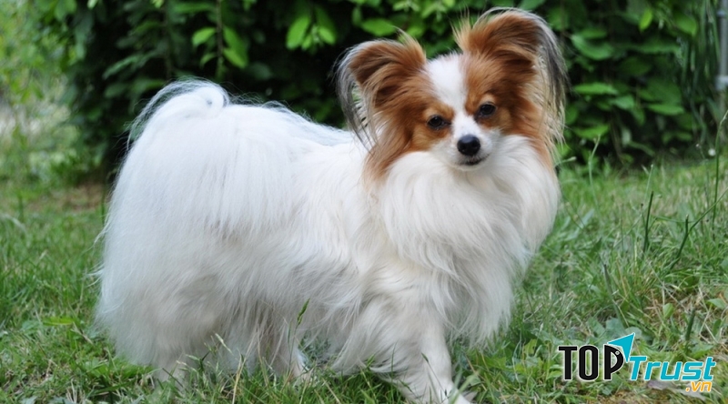 Chó bướm (Papillon) - một trong những loài chó cảnh thông minh nhất thế giới