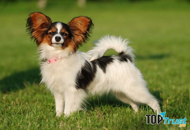 Chó bướm (Papillon) - một trong những loài chó cảnh thông minh nhất thế giới