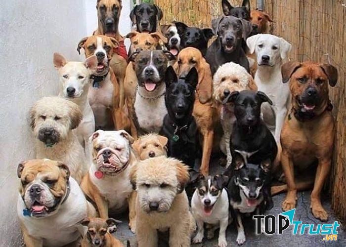 Chó cảnh Thanh Hóa