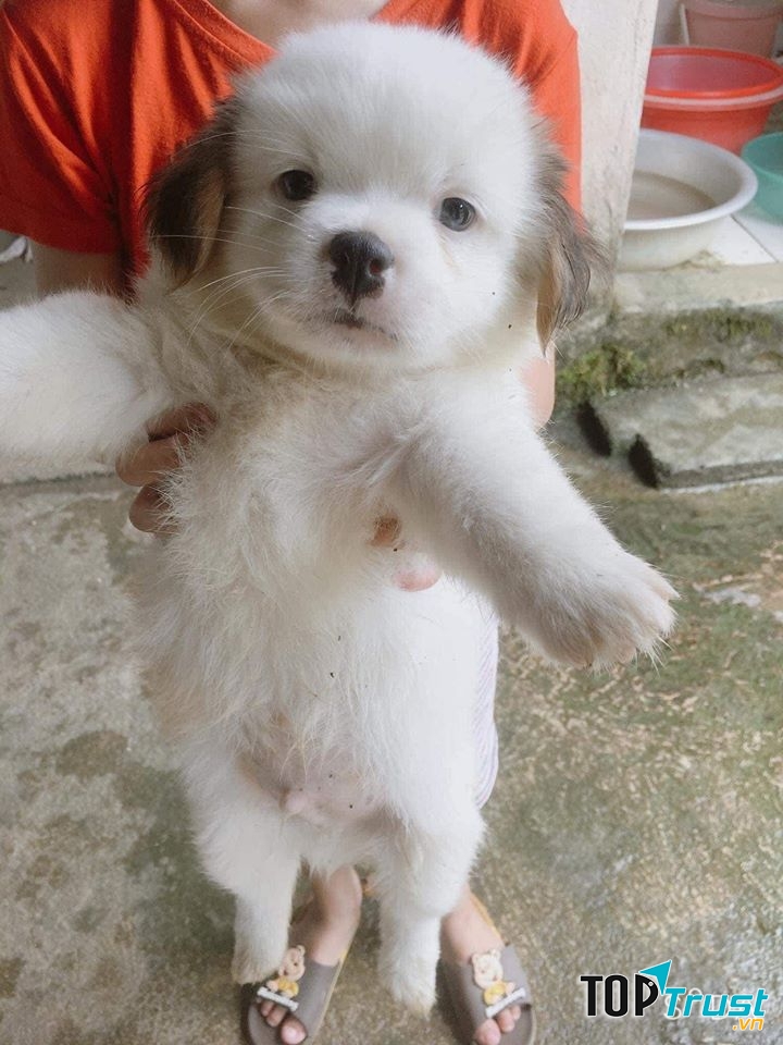 Chó cảnh Thanh Hóa