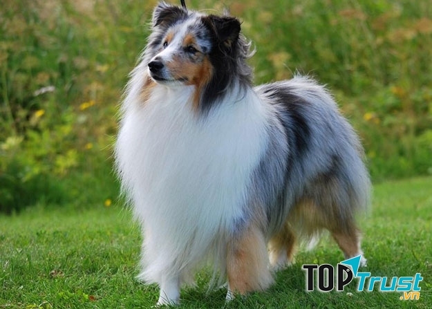 Chó chăn cừu Úc (Australian Shepherd)