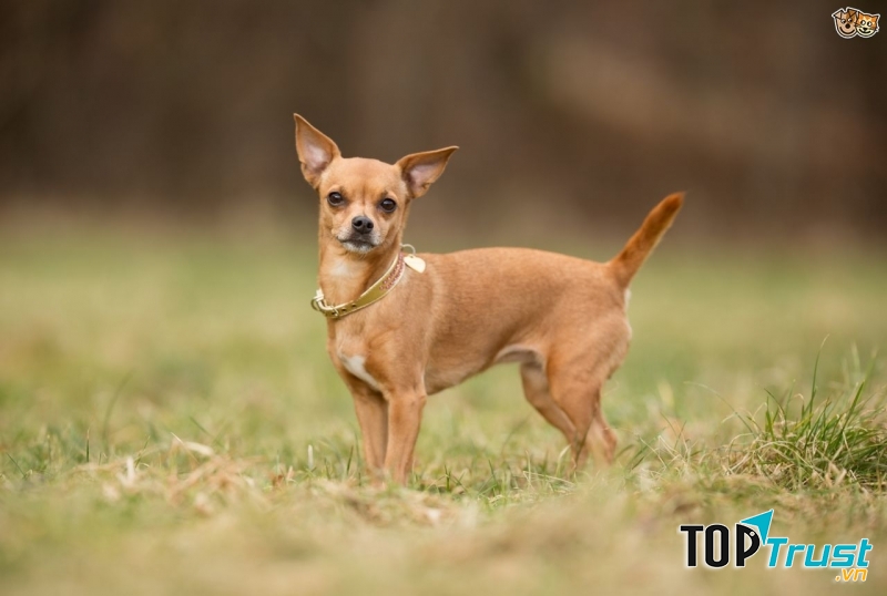 Chihuahua với đôi mắt to tròn lồi ra ngoài. Ảnh minh họa.