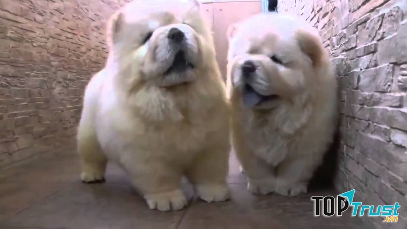 Giống chó Chow Chow có nguồn gốc từ Trung Quốc