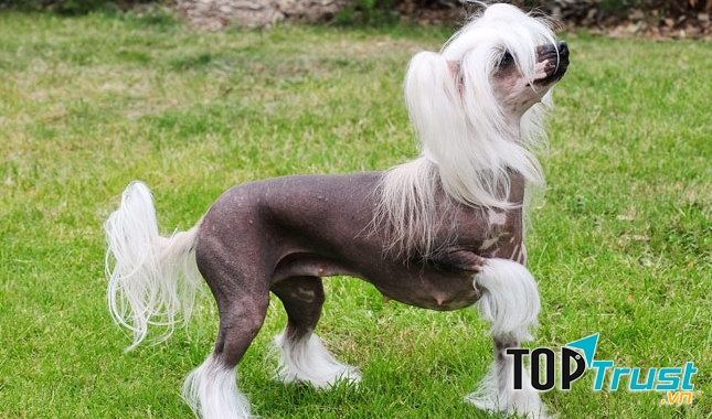 Chó có mào Trung Quốc