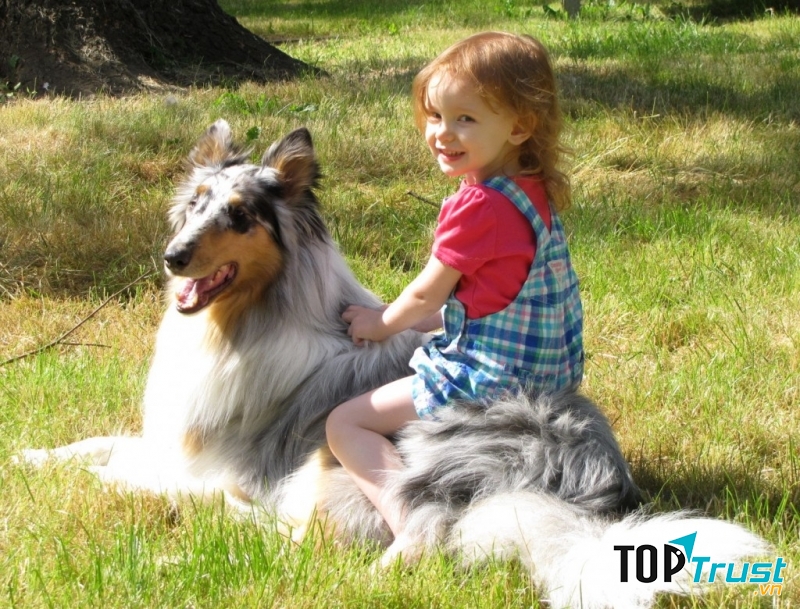 Chó Collie