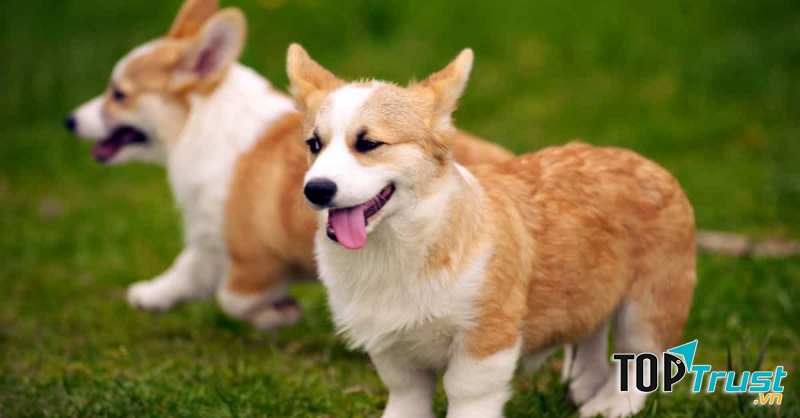 Giống chó Corgi