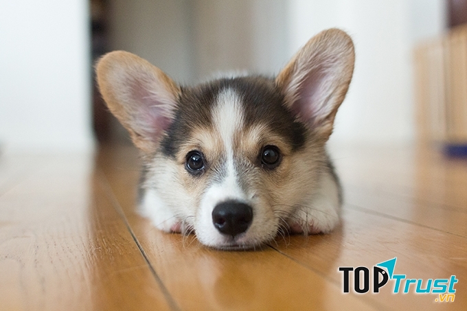 Chú chó nhỏ Corgi